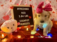 Red, a female Goldendoodle and Golden Retriever for sale in New Smyrna Beach, FL – Photo 4 of 10