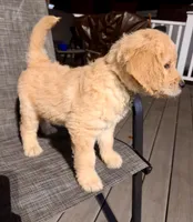 Green, a male Goldendoodle and Golden Retriever for sale in New Smyrna Beach, FL – Photo 2 of 10