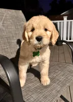 Green, a male Goldendoodle and Golden Retriever for sale in New Smyrna Beach, FL – Photo 1 of 10