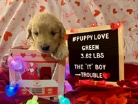 Green, a male Goldendoodle and Golden Retriever for sale in New Smyrna Beach, FL – Photo 3 of 10