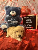 Green, a male Goldendoodle and Golden Retriever for sale in New Smyrna Beach, FL – Photo 4 of 10