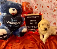 Green, a male Goldendoodle and Golden Retriever for sale in New Smyrna Beach, FL – Photo 5 of 10