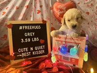 Grey, a male Goldendoodle and Golden Retriever for sale in New Smyrna Beach, FL – Photo 4 of 9