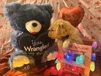 Grey, a male Goldendoodle and Golden Retriever for sale in New Smyrna Beach, FL – Photo 5 of 9