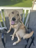 Grey, a male Goldendoodle and Golden Retriever for sale in New Smyrna Beach, FL – Photo 6 of 9
