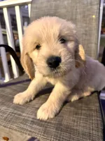 Grey, a male Goldendoodle and Golden Retriever for sale in New Smyrna Beach, FL – Photo 2 of 9