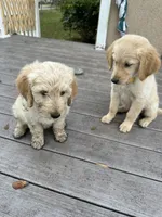 Grey, a male Goldendoodle and Golden Retriever for sale in New Smyrna Beach, FL – Photo 9 of 9