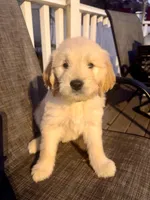 Grey, a male Goldendoodle and Golden Retriever for sale in New Smyrna Beach, FL – Photo 1 of 9