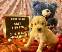 Grey, a male Goldendoodle and Golden Retriever for sale in New Smyrna Beach, FL – Photo 3 of 9