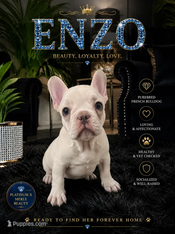 Enzo – French Bulldog puppy for sale in Pittsburgh, PA