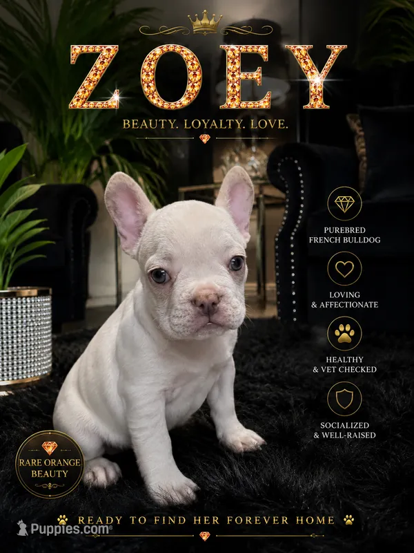 Zoey – French Bulldog puppy for sale in Pittsburgh, PA
