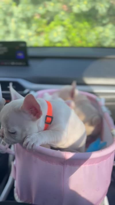Zoey, a female French Bulldog for sale in Pittsburgh, PA – 2 of 4