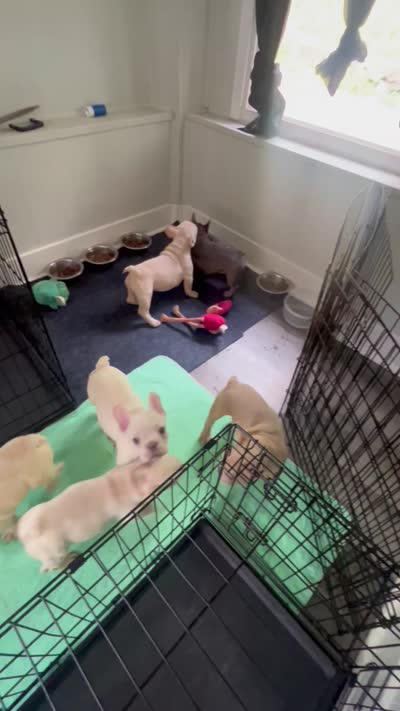 Zoey, a female French Bulldog for sale in Pittsburgh, PA – 4 of 4