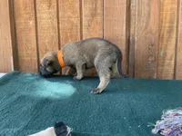 Jewels' Orange male, a male Belgian Malinois for sale in Konawa, OK – 5 of 7