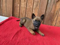 Jewels' Orange female, a female Belgian Malinois for sale in Konawa, OK – 7 of 8