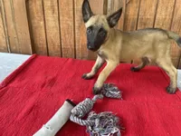 Sonja's Pink Girl, a female Dutch Shepherd for sale in Konawa, OK – 3 of 10