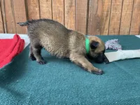 Sonja's Green Male, a male Dutch Shepherd for sale in Konawa, OK – 4 of 8