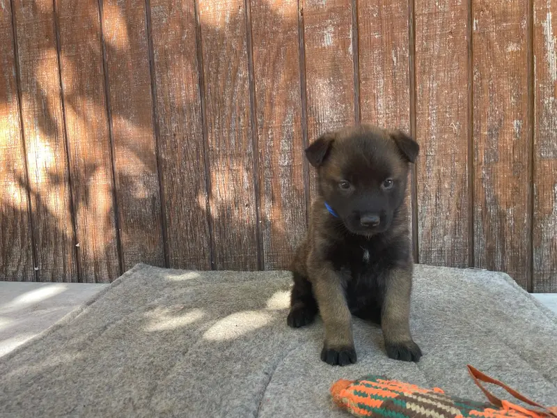 Izzey and Booger's Blue Girl