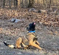 Izzey and Booger's Blue Girl, a female Belgian Malinois for sale in Konawa, OK – Photo 2 of 7
