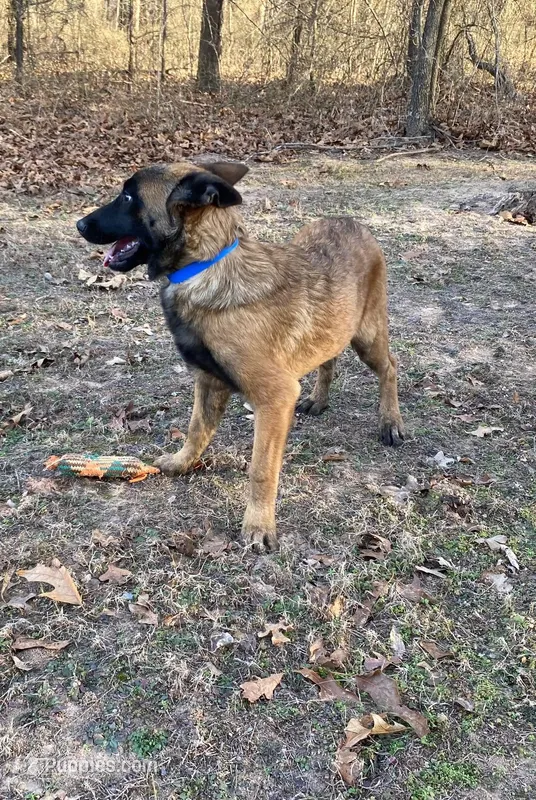 Izzey and Booger's Blue Girl – Belgian Malinois puppy for sale in Konawa, OK