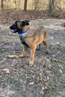 Izzey and Booger's Blue Girl, a female Belgian Malinois for sale in Konawa, OK – Photo 1 of 7