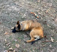 Izzey and Booger's Blue Girl, a female Belgian Malinois for sale in Konawa, OK – Photo 3 of 7