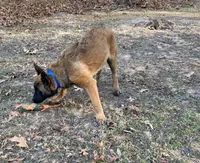Izzey and Booger's Blue Girl, a female Belgian Malinois for sale in Konawa, OK – Photo 4 of 7