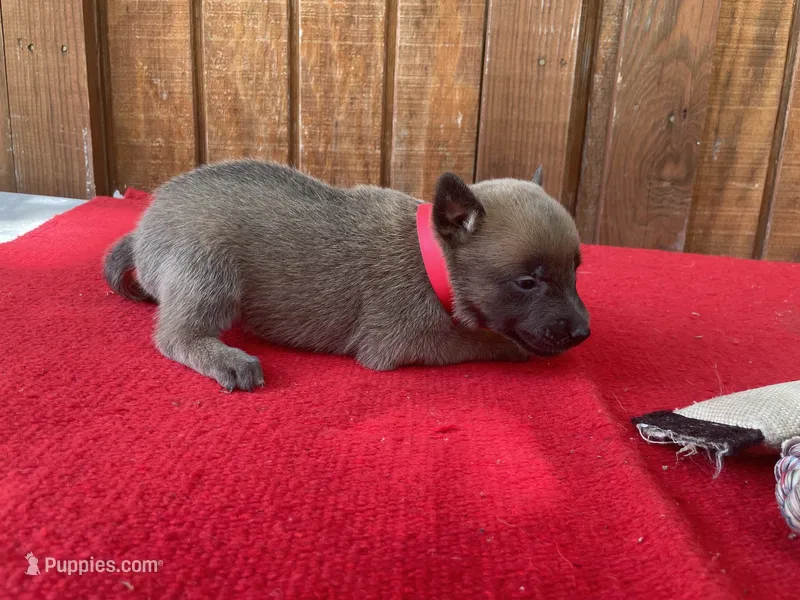 Jewels' Red Female – Belgian Malinois puppy for sale in Konawa, OK