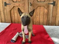 Sonja's Pink Girl, a female Dutch Shepherd for sale in Konawa, OK – 8 of 10