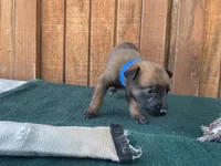Jewels' Blue Male, a  Belgian Malinois for sale in Konawa, OK – 6 of 8