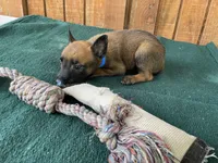 Jewel's Blue Male, a male Belgian Malinois for sale in Konawa, OK – 5 of 6