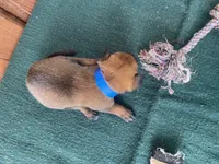 Jewels' Blue Male, a  Belgian Malinois for sale in Konawa, OK – 5 of 8