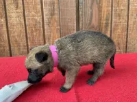 Sonja's Pink Girl, a female Dutch Shepherd for sale in Konawa, OK – 2 of 10