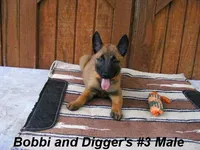 Bobbi's #3 Male, a male Belgian Malinois for sale in Konawa, OK – Photo 5 of 10