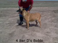 Bobbi's #3 Male, a male Belgian Malinois for sale in Konawa, OK – Photo 9 of 10