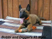 Bobbi's #3 Male, a male Belgian Malinois for sale in Konawa, OK – Photo 3 of 10