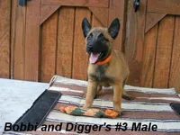 Bobbi's #3 Male, a male Belgian Malinois for sale in Konawa, OK – Photo 6 of 10