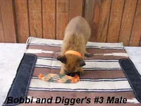 Bobbi's #3 Male, a male Belgian Malinois for sale in Konawa, OK – Photo 7 of 10