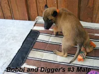 Bobbi's #3 Male, a male Belgian Malinois for sale in Konawa, OK – Photo 2 of 10