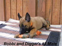Bobbi's #3 Male, a male Belgian Malinois for sale in Konawa, OK – Photo 8 of 10