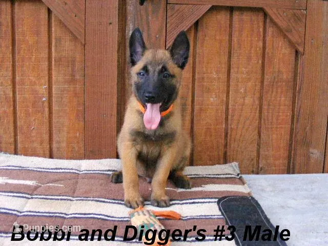 Bobbi's #3 Male, a male Belgian Malinois for sale in Konawa, OK – Photo 1 of 10