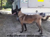 Bobbi's #3 Male, a male Belgian Malinois for sale in Konawa, OK – Photo 10 of 10