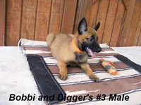 Bobbi's #3 Male, a male Belgian Malinois for sale in Konawa, OK – Photo 4 of 10