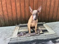 Jewels' Red Female, a female Belgian Malinois for sale in Konawa, OK – 2 of 8