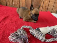 Jewels' Orange female, a female Belgian Malinois for sale in Konawa, OK – 3 of 8