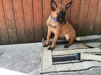 Jewels' Blue Female, a female Belgian Malinois for sale in Konawa, OK – 3 of 8