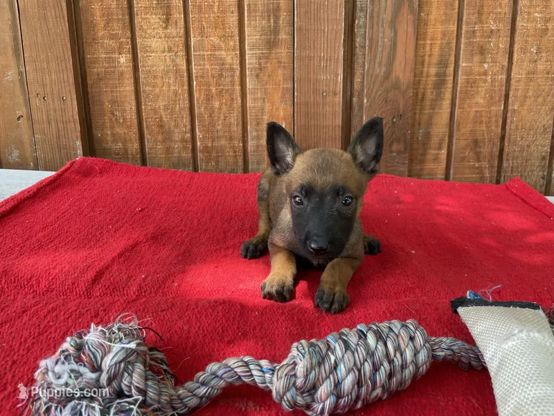 Jewels' Blue Female – Belgian Malinois puppy for sale in Konawa, OK