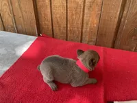 Jewels' Red Female, a female Belgian Malinois for sale in Konawa, OK – 7 of 7