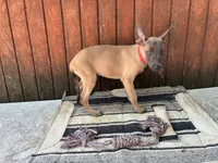 Jewels' Red Female, a female Belgian Malinois for sale in Konawa, OK – 5 of 8