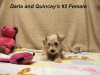 Darla's #2 Female, a female Yorkshire Terrier and Shorkie for sale in Konawa, OK – Photo 3 of 8